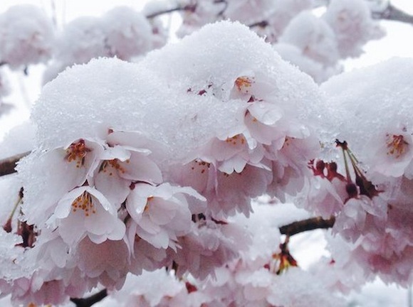 日本突降4月雪,雪中的樱花美得人意乱情迷