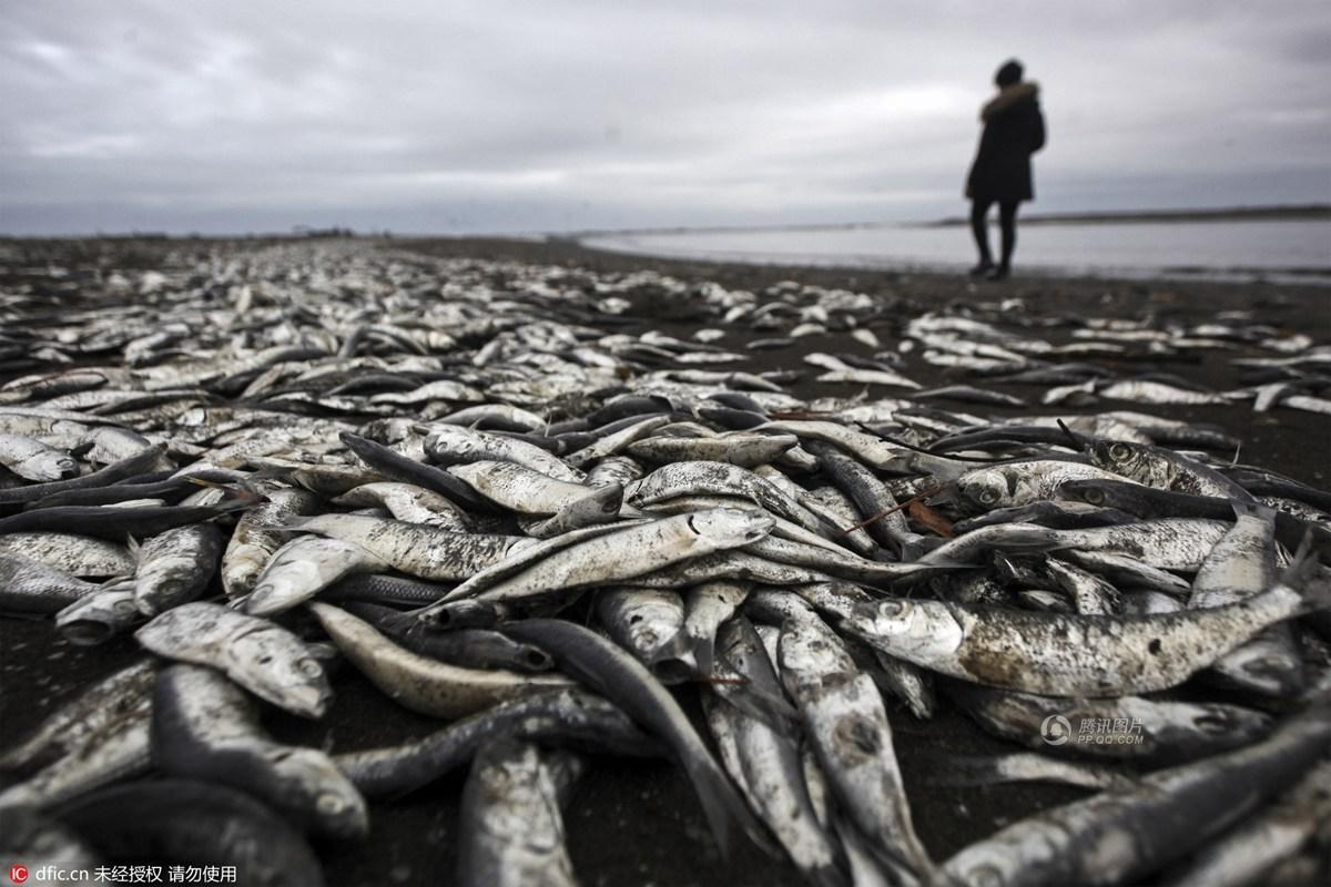 智利海域再度爆发赤潮 死亡沙丁鱼遍布海滩|界面新闻 · 图片