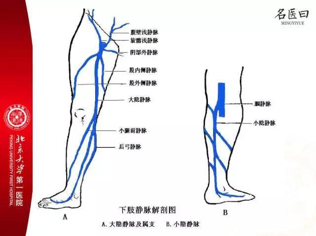 第2个解剖图是交通静脉,即连接深静脉和浅静脉之间横向的静脉,a图三
