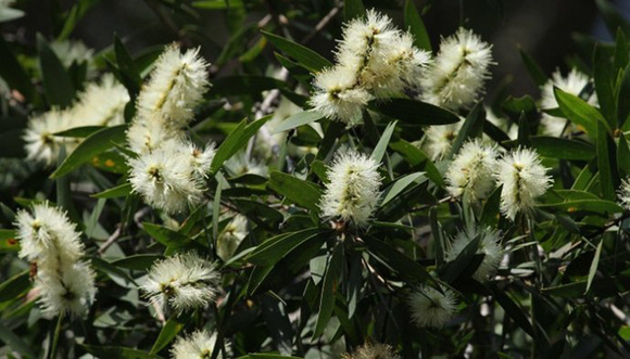 【JMedia】与茶叶没有半毛钱关系的茶树油