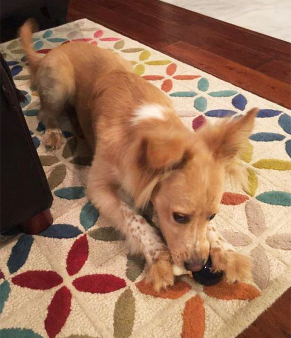 当扫地机器人经过狗便便会发生什么。