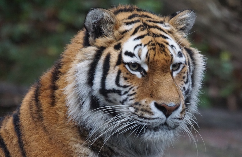 大老虎图片_纵览新闻