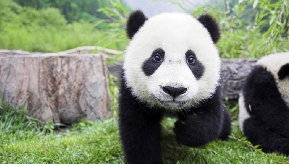 中国大熊猫保护研究中心所属基地熊猫安好