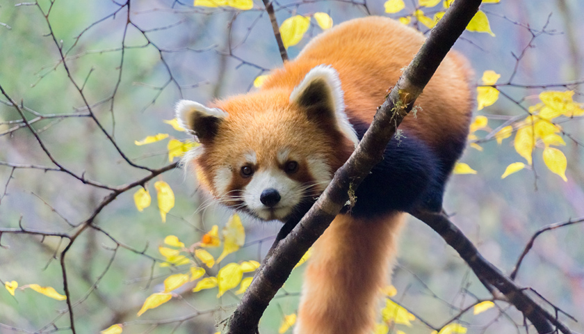 游客与小熊猫合影林业部门野生动物不是宠物