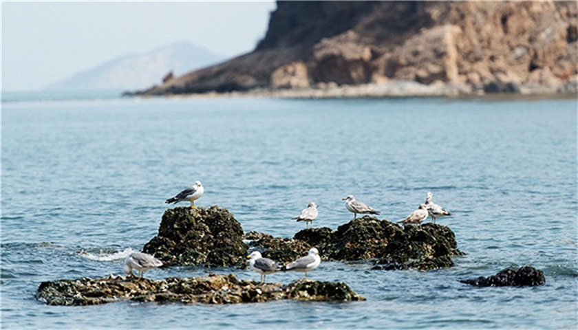 环保督察组痛批海洋生态破坏行为:向海要地、