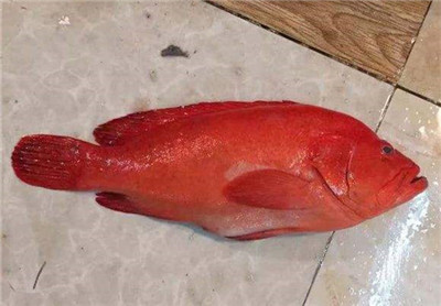 红玫瑰很常见可红玫瑰鱼你有见过吗
