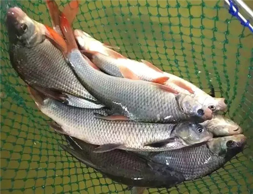 石鲫小档案▼石鲫鱼的学名是似刺鳊鮈,属于鲫鱼的一个品种,在太湖