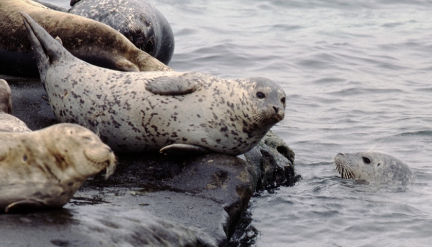 辽东湾百只斑海豹被盗捕后死亡38只,专家:做dna标签防盗猎