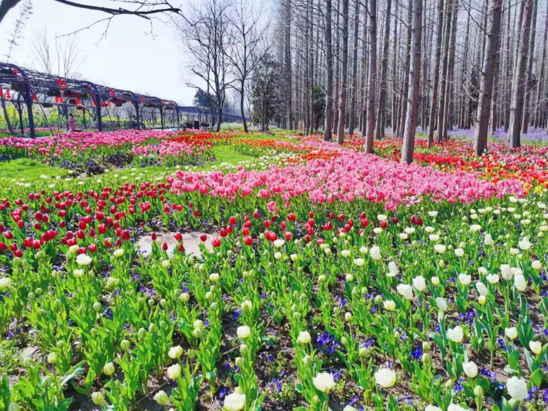 花朝节上,各种鲜花姹紫嫣红. 图片来源:上海崇明