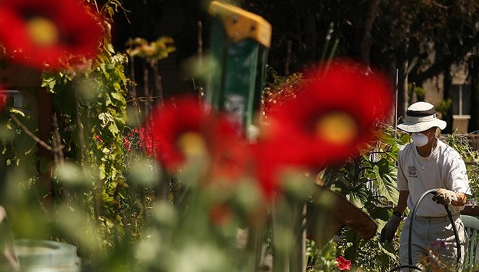 一名男子在社区花园里打理自家的花草，2020年4月摄于加州圣莫妮卡。图片来源：Genaro Molina/Los Angeles Times via Getty Images(photo:JieMian)