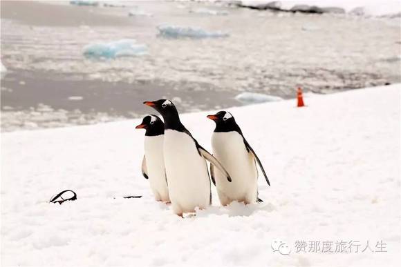 其实,南极也能说走就走|界面新闻JMedia