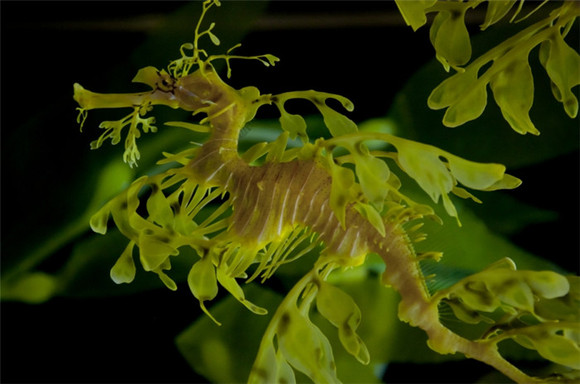 叶形海龙(leafy seadragon)