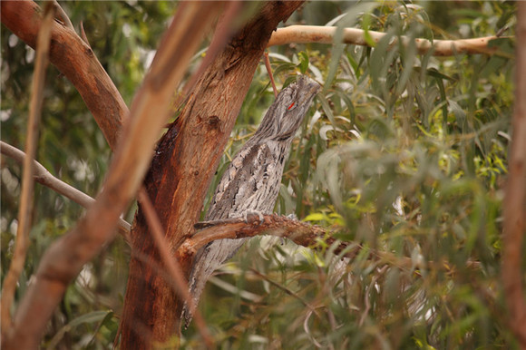 茶色蟆口鸱(tawny frogmouth)