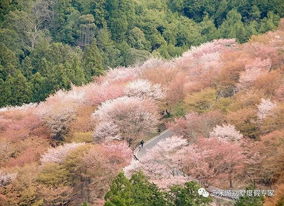 去日本赏樱 怎样避开人山人海,寻找樱花秘境?