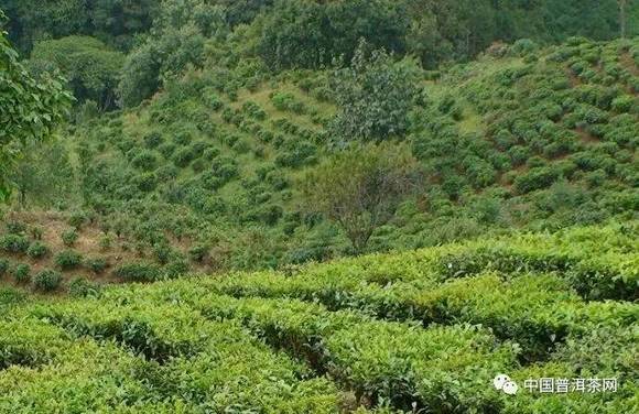 茶区不同类型茶树的分布情况