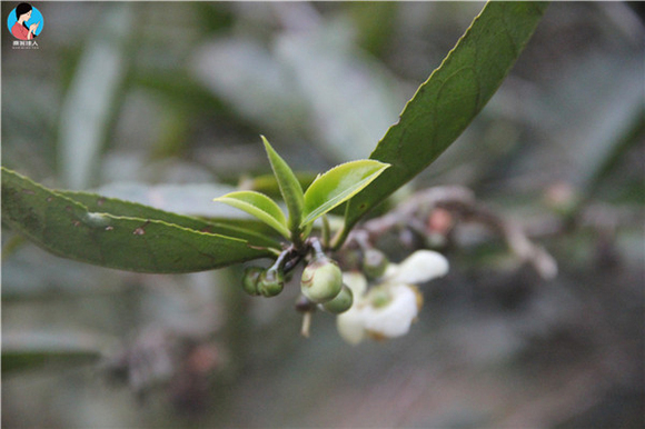 茶树什么时候开花结茶籽?或功效与作用