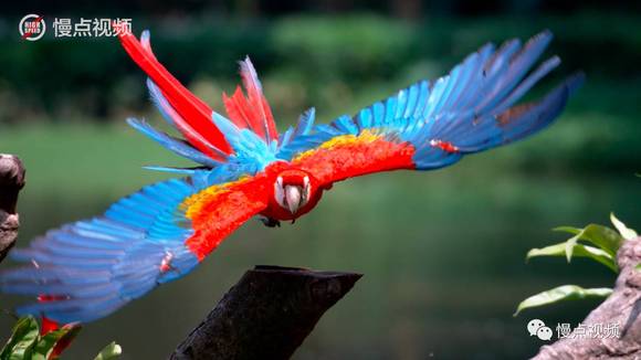 【视频】金刚鹦鹉“大鹏展翅”，五彩艳丽羽毛美哭了