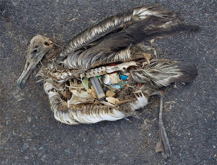 被塑料污染物杀死的鸟类.