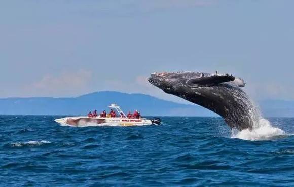 加拿大这个新移民计划,真相是这样的|界面新闻