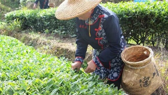 秋茶季观察:安溪铁观音陆续上市,回归传统制作