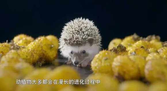 陈晓卿加盟腾讯视频,视频网站正成为纪录片强