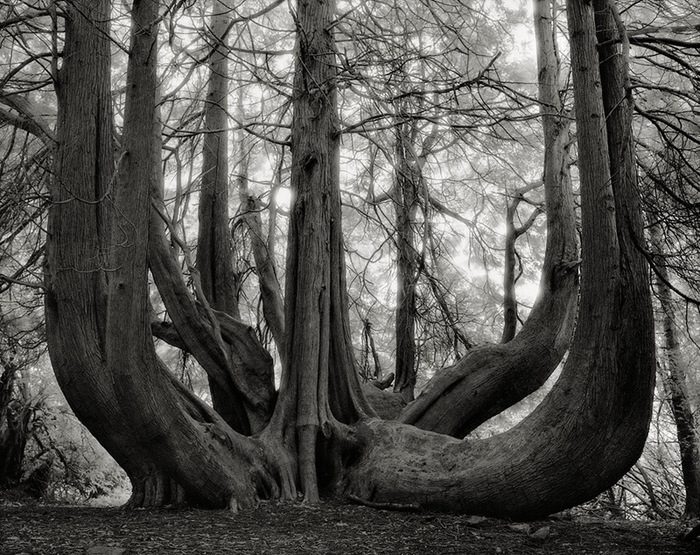 western red cedar of gelli aur,英国威尔士,2006年 这棵北美乔柏