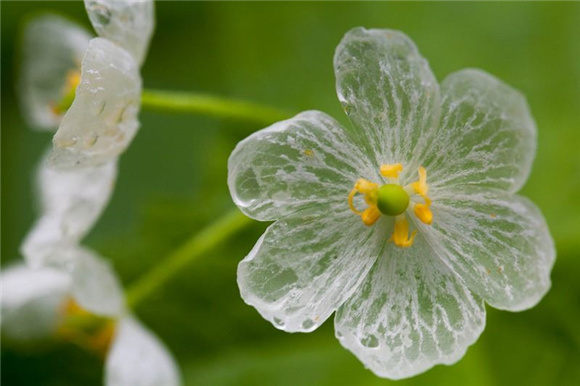 有一种神奇的花 遇水花瓣会变透明 界面新闻 歪楼