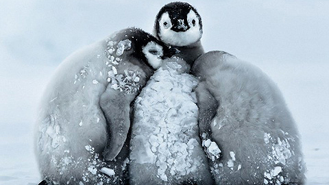 【腾讯新闻】呆萌 南极帝企鹅宝宝们抱团取暖