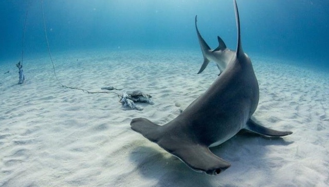 三亚码头贱卖濒危锤头鲨 据称到国外观测需数万元