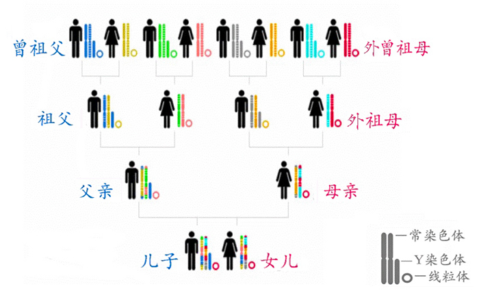 简单的常染色体,y染色体和线粒体基因遗传示意图