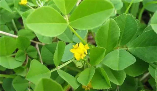 春季野菜之王 大众食客的最爱 界面 财经号