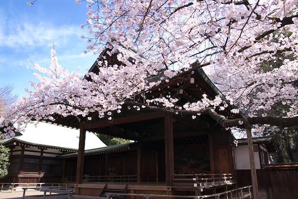 靖国神社的樱花图片