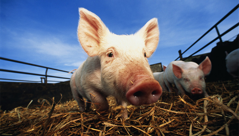 农业农村部:对发现非洲猪瘟疫情后不及时报告