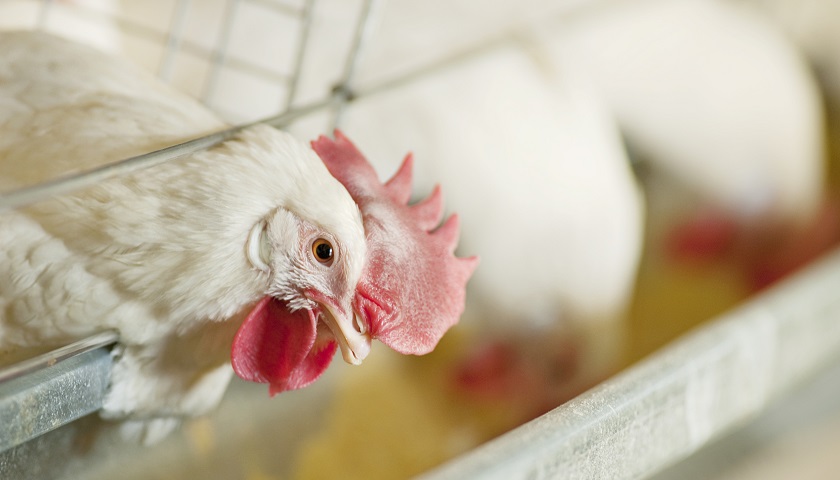 净利增长超过370%，白羽鸡饲养商圣农发展大幅上调业绩预期