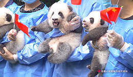 大熊猫是如何成为“国宝”的？