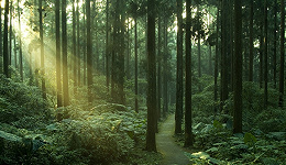 森林法修订草案拟完善森林生态效益补偿制度，仍需进一步细化补偿机制