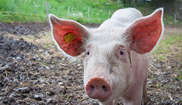 万科也养猪了：是房地产不行了，还是养猪太赚钱？