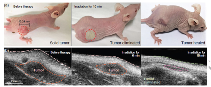 小鼠腹腔注射肿瘤细胞图片