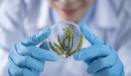 科学探究——两种途径解密衰老之谜