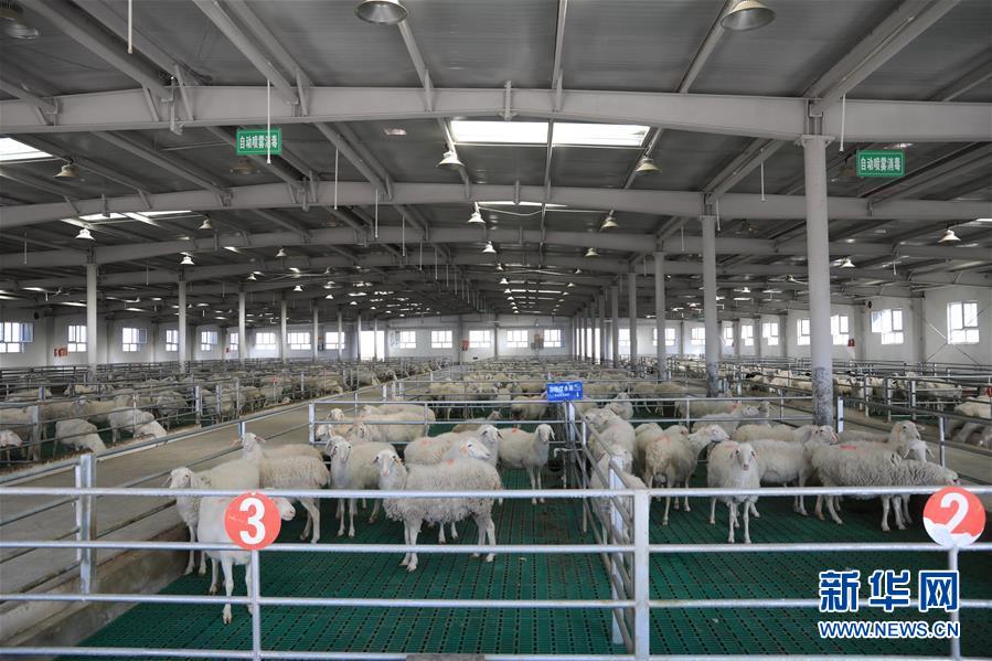 (全面建成小康社会“百城千县万村调研行”·图文互动)(3)新疆柯坪在盐碱地上“闯”出脱贫致富路