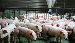 业绩大降91%、市值蒸发1196亿，新希望养猪越养越亏？