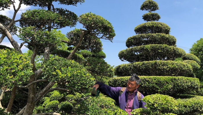 特写 两株黄杨树卖到400万 花博会助推崇明 花经济 界面新闻