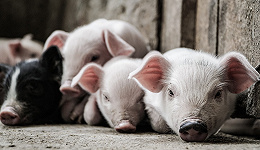 市值蒸发1466亿，“猪茅”股价大幅走低，养猪不是一门好生意了？