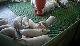 猪肉价格下行，谷实生物IPO仍拟大扩饲料和生猪产能，合适吗？