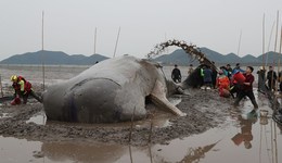 地方新闻精选 | 浙江象山搁浅抹香鲸今晨重回大海 青岛男子丢弃烟头引发山火仍未扑灭