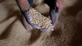 乌克兰2000万吨谷物无法运出，联合国警告全球将面临粮食危机