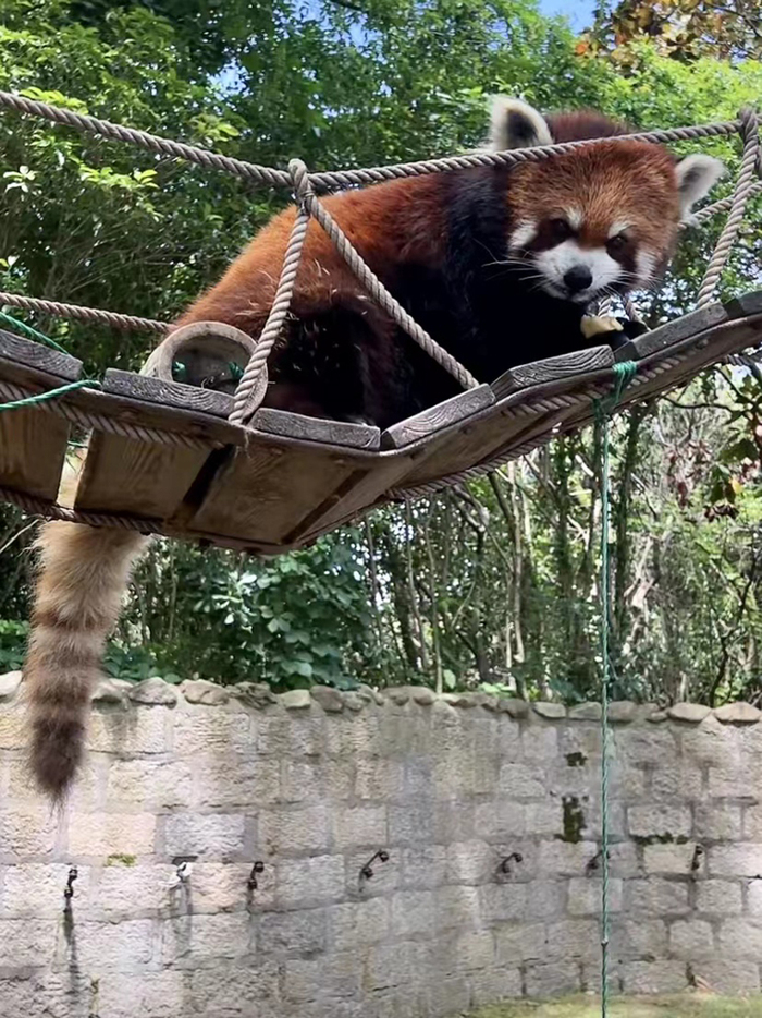 小熊猫