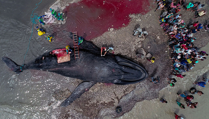 当地时间2019年8月30日，巴西萨尔瓦多库托斯海滩，一头搁浅的座头鲸死亡后，专家们正在对其进行检查并采集样本。（图片来源：视觉中国）当地时间2019年8月30日，巴西萨尔瓦多库托斯海滩，一头搁浅的座头鲸死亡后，专家们正在对其进行检查并采集样本。（图片来源：视觉中国）(photo:JieMian)