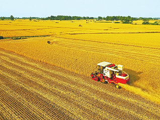 小麦价格高位震荡，米面企业成本上升