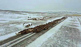 【追踪】阿勒泰应对最强寒潮：已储备饲草料495.45万吨，转场牲畜61.45万头